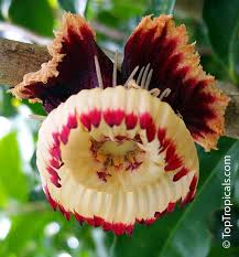 Image result for Napoleonaea angolensis