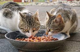 Czym Karmic Kota Gotowa Karma Czy Domowe Przygotowanie Pokarmow Dla Twojego Pupila Jak Czesto Podawac In 2020 Raw Cat Food Recipes Homemade Cat Food Canned Cat Food