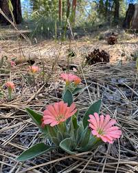 Image result for Silene abyssinica