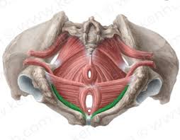 The Pelvic Floor Max Remedial Massage And Therapy