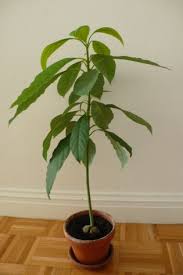 Pin On Plants