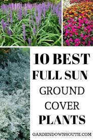 It prefers full sun but will grow in full shade and will grow in just about any soil. Easy Ground Cover For A Garden Down South Garden Down South Ground Cover Plants Full Sun Landscaping Ground Cover