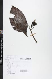 Image result for Leptactina arborescens