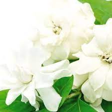 White Gardenia Fragrance Oil Gardenia Fragrance White Gardenia Essential Oil Perfume
