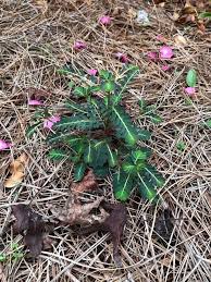 Image result for Phyllanthus polyanthus