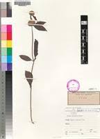 Image result for Leucas deflexa