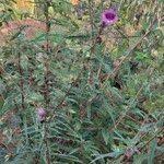 Image result for Sesamum angolense