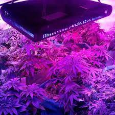 Amazon Com Bestva Samsum Series 1200w Cob Led Grow Light Full Spectrum Grow Lamp For Hydroponic Indoor Plants Veg And Led Grow Lights Grow Lights Grow Lamps