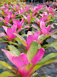 Image result for Nervilia petraea