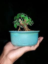 Jual Mame Bonsai Lantana Pot Keramik Di Lapak Aprilian Nursery Bukalapak