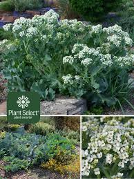 Image result for Crambe