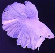 There are 394 purple betta fish for sale on etsy, and they cost $17.03 on average. Betta Breeders White Halfmoon Pair Male And Female Live Fish Betta Aquarium Betta Fish Betta Fish Care