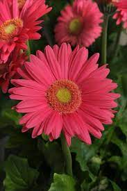Gerbera Daisy Gerbera Daisy Gerbera Pink Gerbera