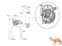 Learn how camel humps work and why they're not filled with water. Digestive System Of Camel