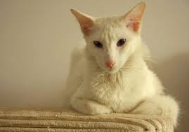 belaya koshka foto osobennosti haraktera uhod za belosnezhnoj krasavicej smotri bolshe http kot pes com belaya koshka foto osoben lazy cat cats lazy people