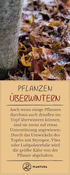 Pflanzen Uberwintern Blumen Kubelpflanzen Co Plantura Pflanzen Garten Pflanzen Gartenpflanzen