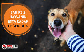Chp Li Mahmut Tanal Sahipsiz Hayvanin Esya Kadar Degeri Yok