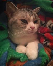 Jellie Cute Funny Animals Cats Minecraft Creations