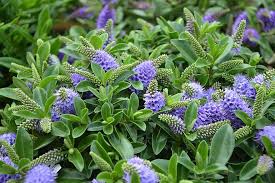 Profuse small white flowers in. Flowers Plants Foliage Green Purple Flowers Pretty Shrub Decoration Garden Pikist