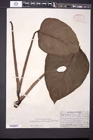 Laniata with one image and 18 data details. Seinet Portal Network Monstera Adansonii Subsp Laniata