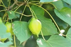 Image result for Vernicia