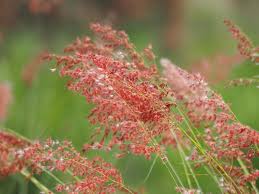 Image result for Melinis repens