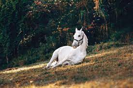 Let's look at some of the ways you can start to achieve this. Equestrian Movement Get Your Horse To Trust You In 6 Easy Steps
