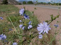 Image result for Lactuca imbricata