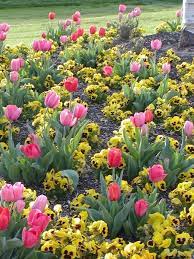 Tulips And Pansies Flower Garden Spring Flowers Amazing Flowers