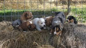 If you are unable to find your border collie puppy in our puppy for sale or dog for sale sections, please consider looking thru thousands of border collie dogs for adoption. Scotch Collie Puppies Farm Collie Puppies For Sale Now