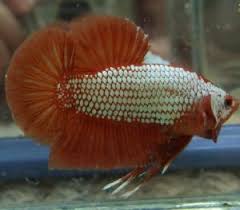 Beli red dragon cupang online berkualitas dengan harga murah terbaru 2021 di tokopedia! Asal Ikan Cupang Dragon Plakat Red Dragon