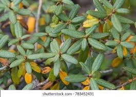 Image result for Blumea adamsii