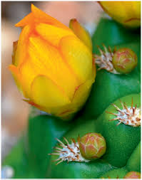 Normally, cacti have sharp spines instead of leaves. An Introduction To Cactus Areoles Part Ii