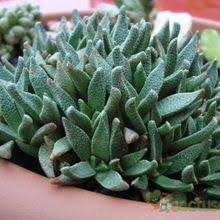 Image result for Nananthus vittatus