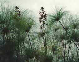 Image result for Eulophia calantha