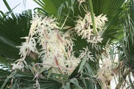 Huge collection, amazing choice, 100+ million high quality, affordable rf and rm images. Palm Tree Fruit Travel To Eat Washingtonia Robusta Palm Tree Fruit Mexican Palm