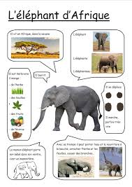Fiches Google Photos Documentaire Animaux Elmer L Elephant Imagier Animaux