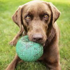 Si te gustan los perros seguramente conocerás a scooby doo y a otros héroes caninos de juegos como cat vs dog, pet soccer y puppy dressup. 7 Juegos Para Perros Que Puedes Hacer En Casa Faciles