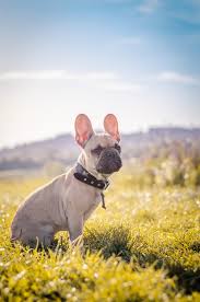 French bulldog puppies and dogs for sale, local or nationwide. French Bulldog For Sale In Malaysia Pet Shop