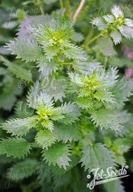 Image result for Urtica