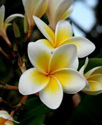 Bali Bloem Flower Art Frangipani Flowers