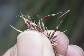 Image result for Chrysopogon