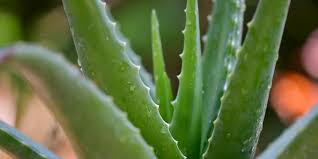 We asked leon's help to determine precisely how aloe vera got its stellar rep. á Aloe Vera Die Perfekte Pflanze Fur Haarkur Und Gesichtspflege