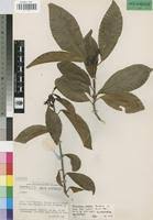 Image result for Cavacoa aurea