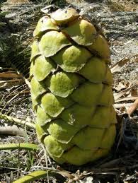 Image result for Encephalartos ngoyanus