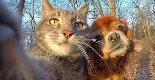 must see weirdest relationship between cat dog funny dogs and cats combination funny dog and cat videos dog cat pictures funny dog videos