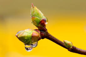 Jul 19, 2021 · an apple card account with enough available credit to cover the cost of your new device. Buds Of Plants Fastgrowingtrees Com