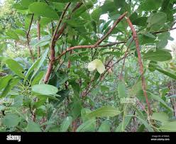 Image result for Hymenocardia