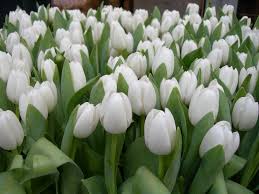 صور ورود بيضاء زهرات بلون الابيض تخبل نايس