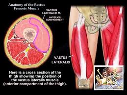 Human anatomy » musculoskeletal system » the muscles of the arm and hand. Anatomy Of The Vastus Lateralis Muscle Everything You Need To Know Dr Nabil Ebraheim Youtube